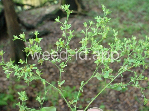 St. John's-wort, dwarf